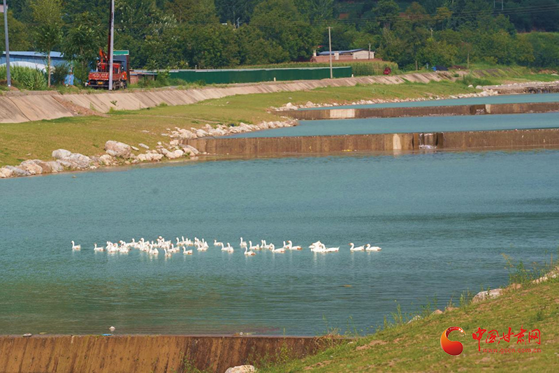 成县：生态筑基绘绿卷 产业富民谱新篇