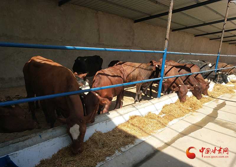 玉门：产业为笔 文明作墨 铺就乡村振兴和美路