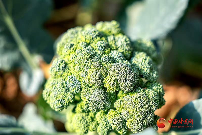 金塔：小大棚串起致富大链条