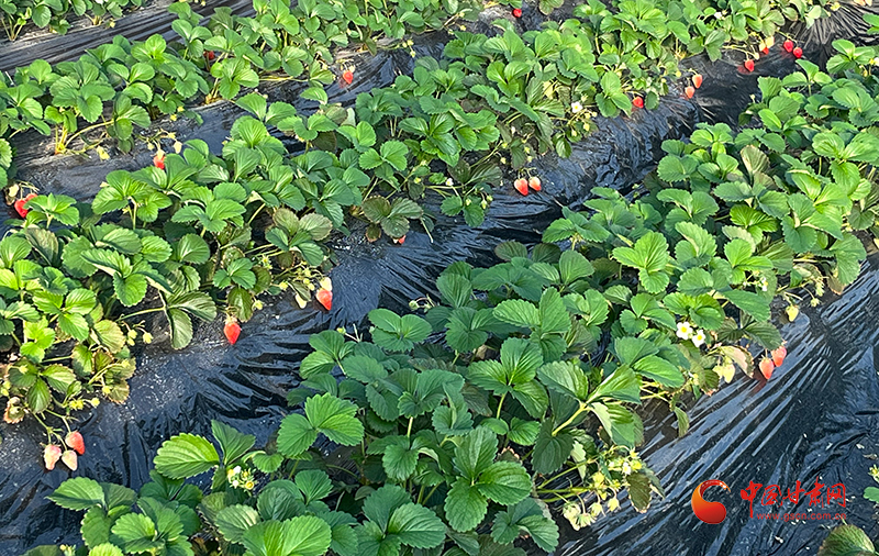 静宁：农旅融合让乡村经济“甜”起来