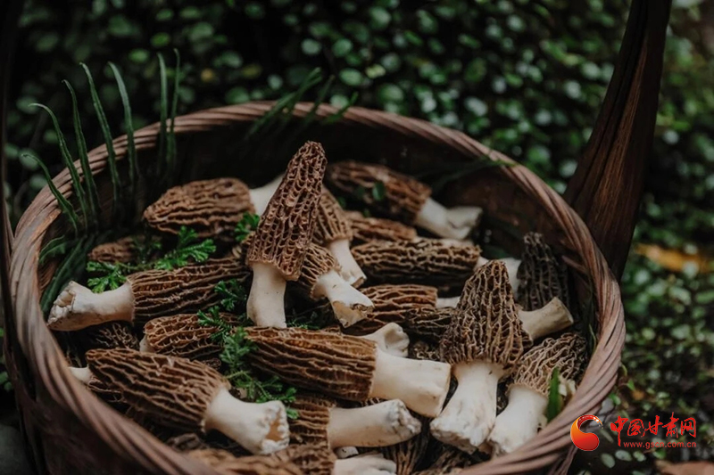 武都：羊肚菌铺就乡村致富路