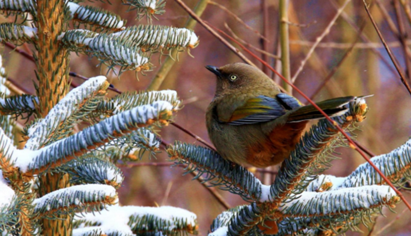 祁连山国家公园（候选区）高清影像定格橙翅噪鹛灵动身姿