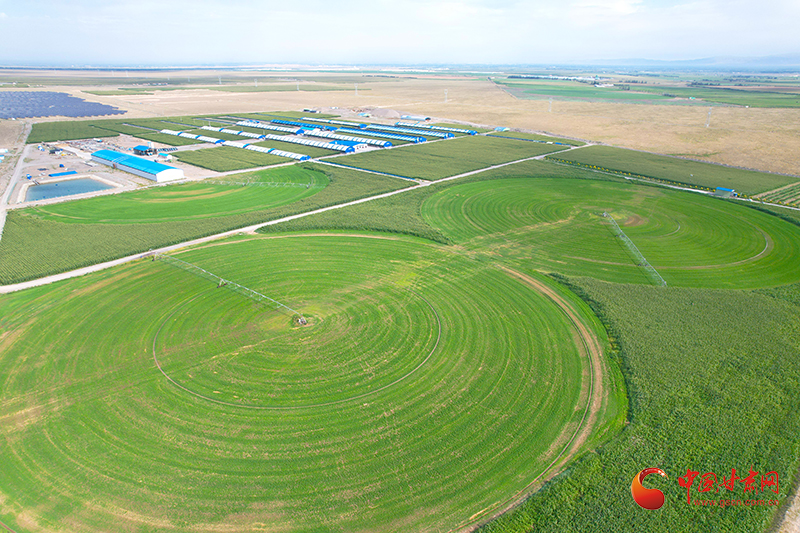 民乐：草畜产业撑起乡村振兴“富民伞”