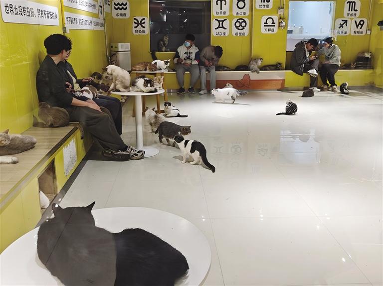 从捕鱼到撸兔 兰州商圈里的“治愈经济”正当时