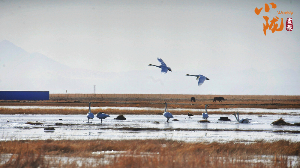 【小陇画报·458期】阿克塞：生灵为笔 写就草原冬日生态诗篇