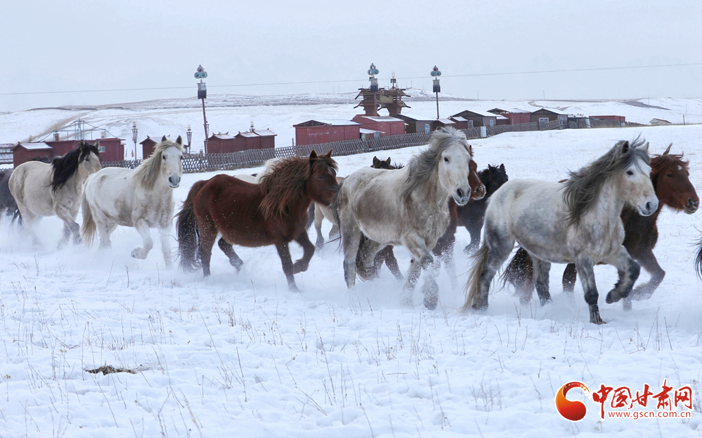 肃南：骏马踏雪迎新春