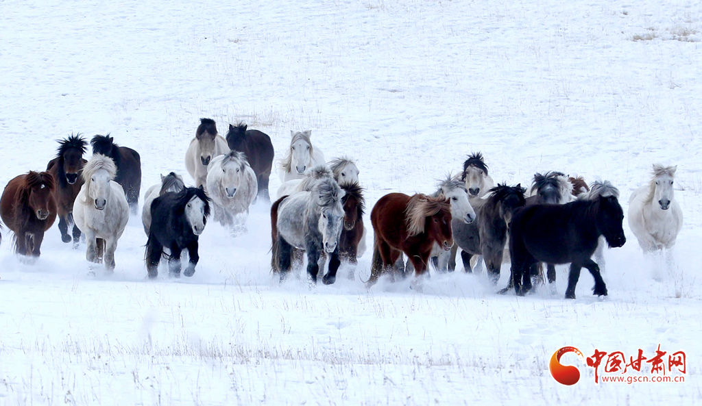 陇拍客丨肃南：骏马踏雪迎新春