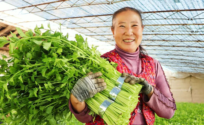 临泽：蔬菜大棚迎丰收 “蔬”写增收好“钱”景