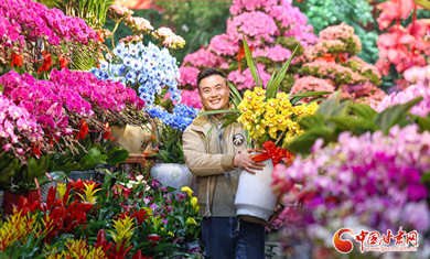 春节临近 兰州年宵花热销