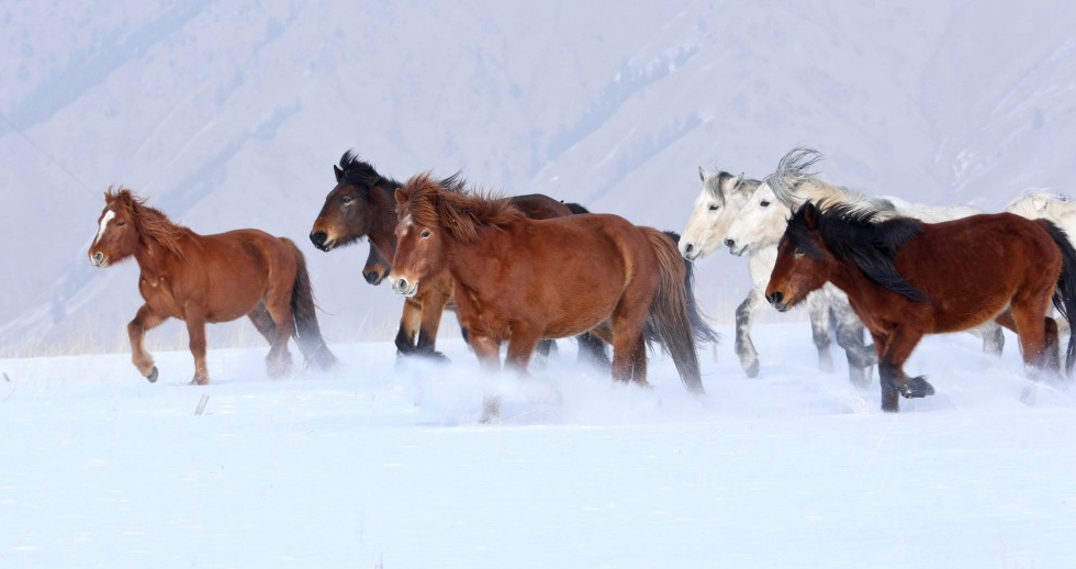 肃南：雪原踏银浪 骏马迎新春