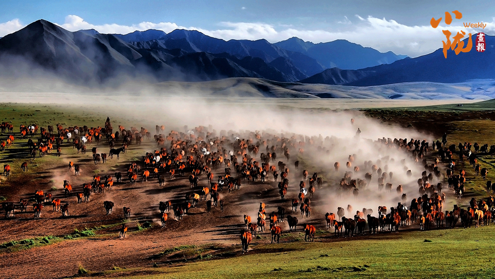 【小陇画报·463期】蹄印河西走廊：山丹马的千年牧歌