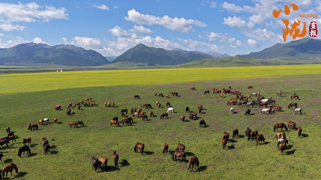 【小陇画报·464期】陇原马韵 踏风千年