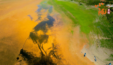 刘家峡黄河滩涂“潮汐树”绘就大地奇观