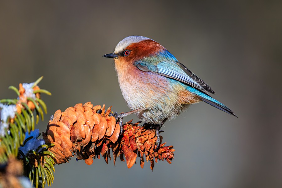 凤头雀莺现身祁连山国家级自然保护区。甘肃祁连山国家级自然保护区管护中心供图