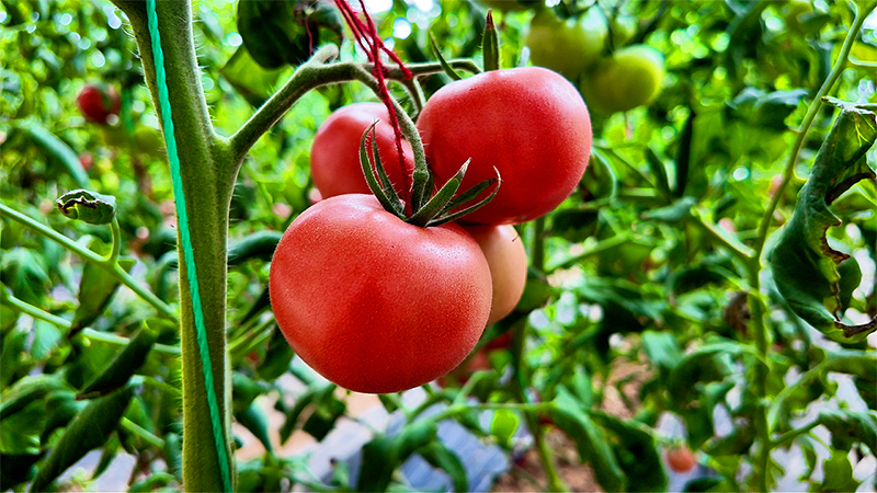红柿满棚促增收