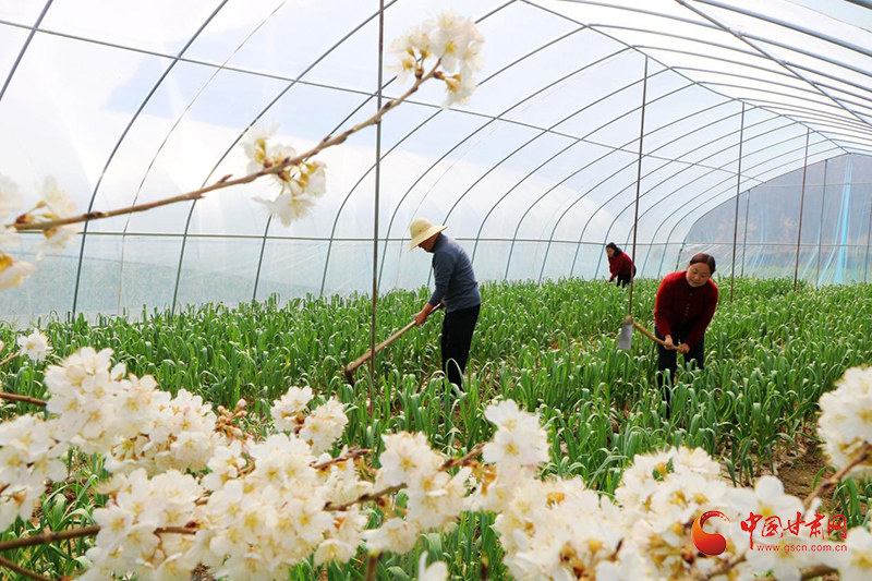 成县：春耕生产热潮涌动