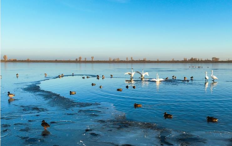 金塔：候鸟与湿地的诗意图景