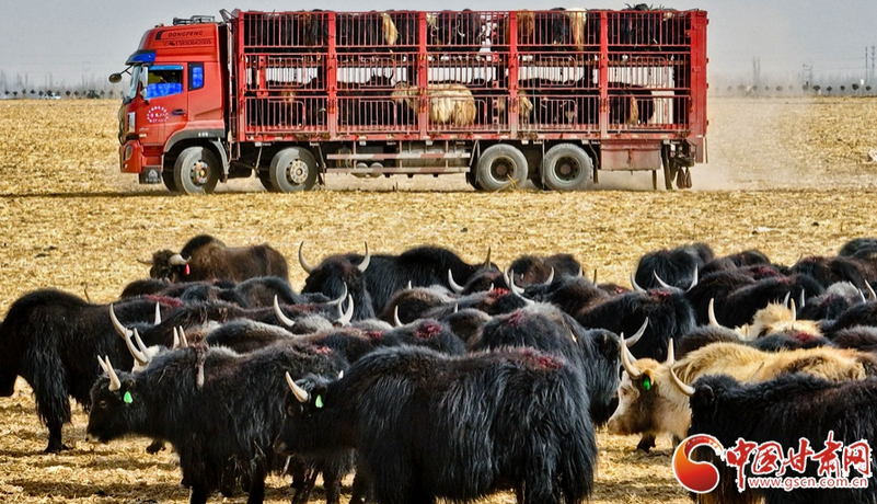 陇拍客丨张掖：“候鸟式”借牧实现农牧双赢