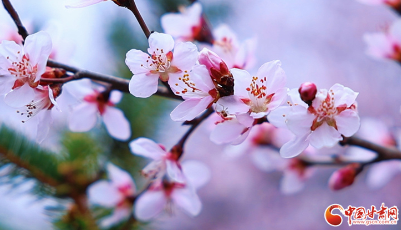春动陇原丨崇信春景：一城双桃韵，满目尽春情