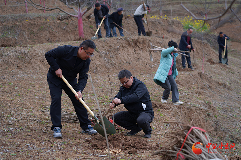 成县：一朵花到主导产业的“密码”