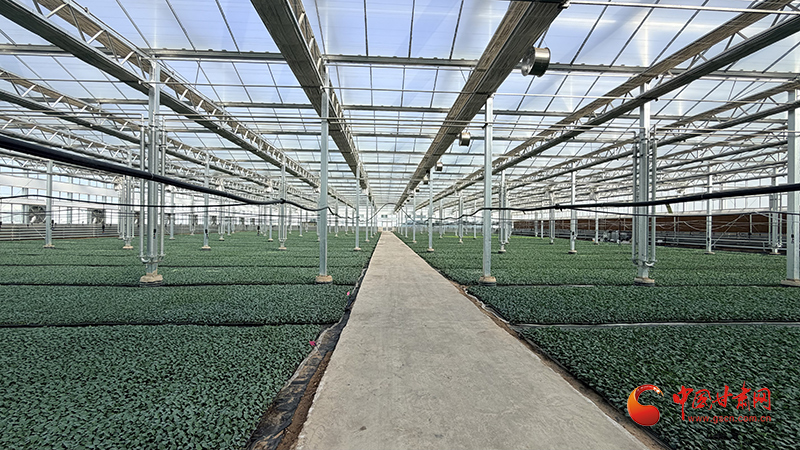 玉门：“金瓜”播种正当时 “绿宝”轮作促增收