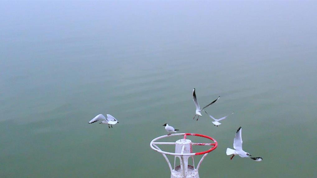 永靖：冰雪消融春水暖 黄河三湾醉春光