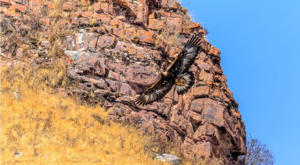 祁连山肃南段成野生动物乐园