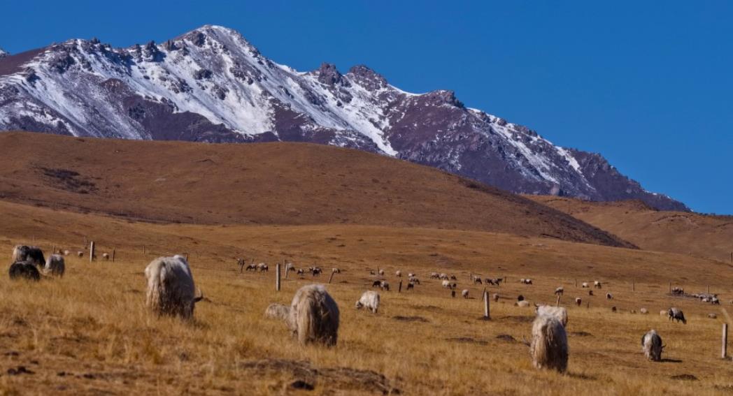 春雪初霁映祁连 天祝草原别样美