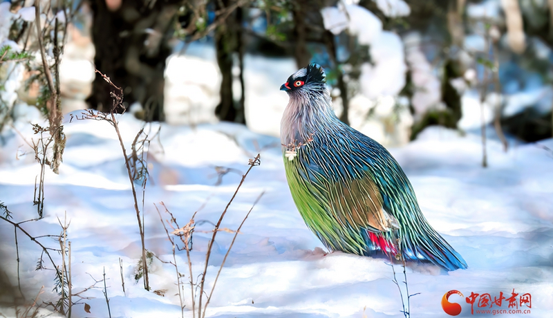 陇拍客|祁连山巅“高山隐士”血雉的春日巡礼