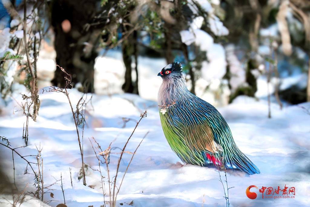 陇拍客|祁连山巅“高山隐士”血雉的春日巡礼