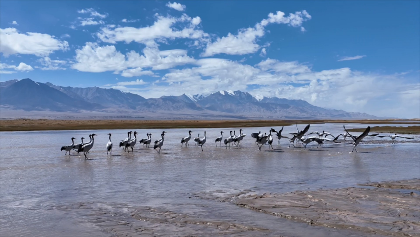 春巡盐池湾湿地 守护迁徙候鸟家园