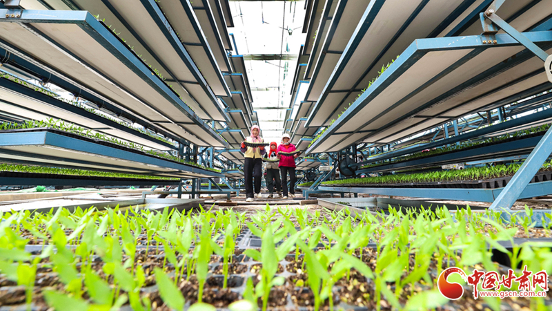 临泽：科技助力高原夏菜育苗