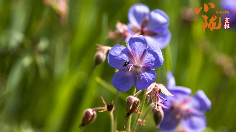 【小陇画报·476期】张掖：植物无声息 生命有回响