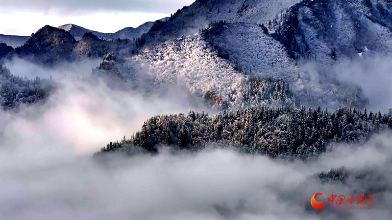 陇拍客|祁连雪霁 琼枝报春
