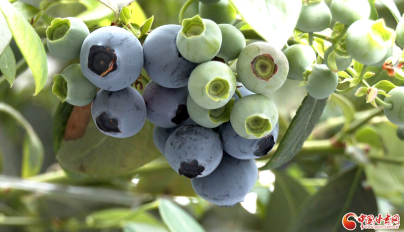 陇拍客丨甘谷安远：蓝莓迎丰收 小浆果变身乡村振兴“致富果”