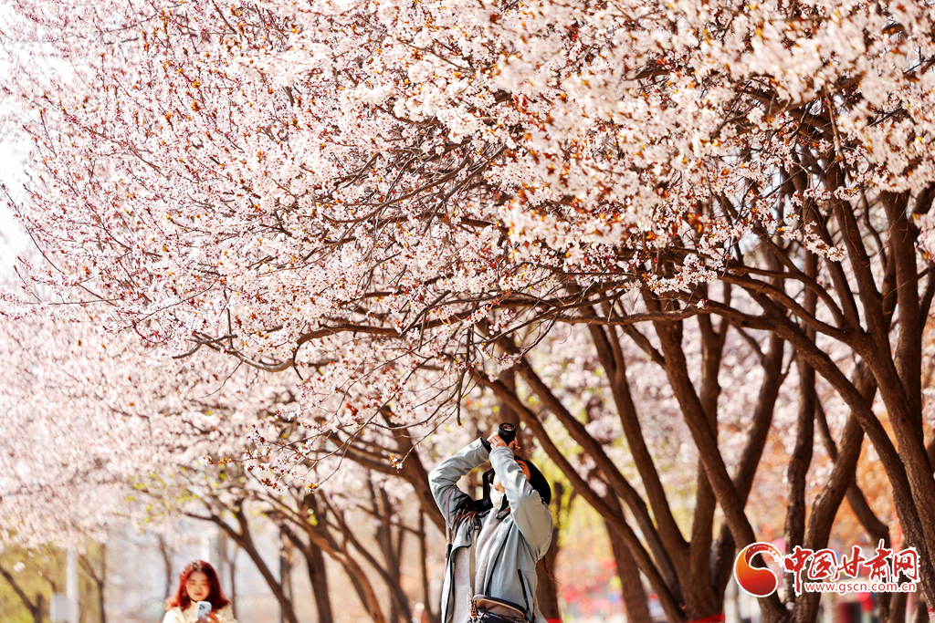 春动陇原丨金城无处不飞花 黄河岸畔春意浓