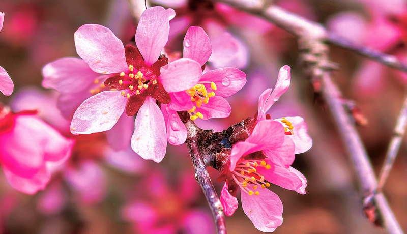 一抹嫣红凝崖壁 满川春讯赴祁连