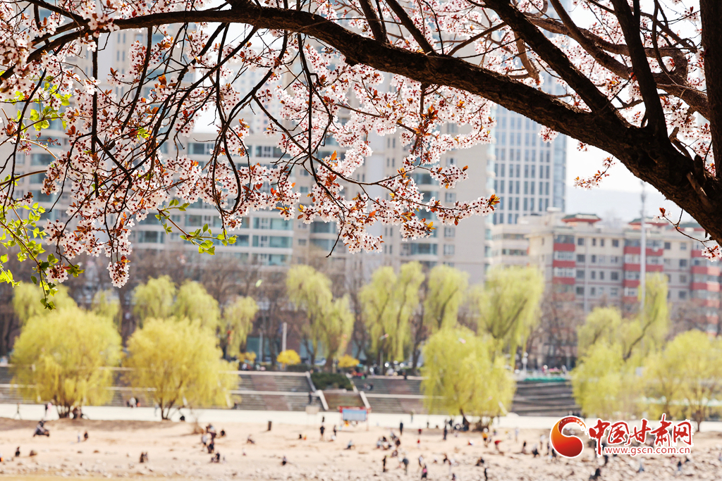 金城无处不飞花 黄河岸畔春意浓