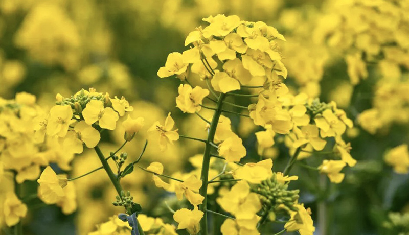 西和万亩油菜花海