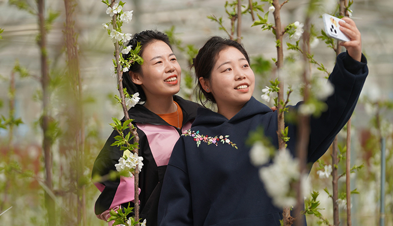 成县：“美丽产业”带“红”致富路