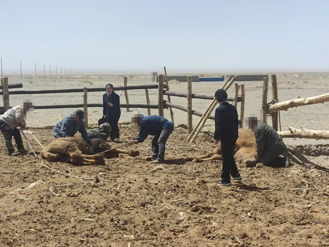 酒泉阿克塞县法院：先行调解赋能 民族地域解纷提质