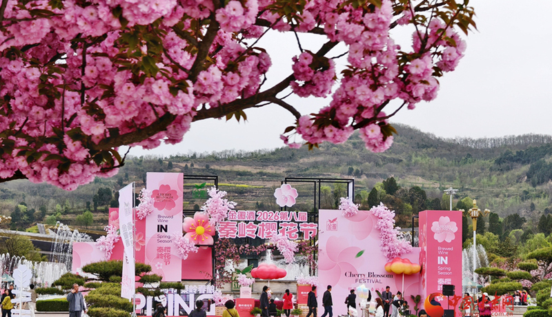 图集｜“樱”你而美，共赴金徽春日之约