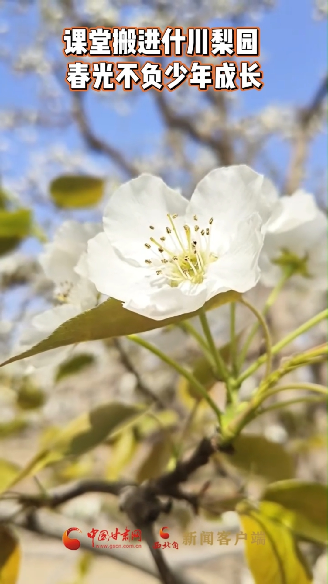 课堂搬进什川梨园 春光不负少年成长