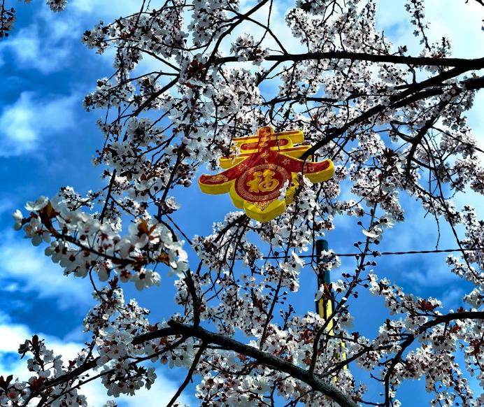 礼县：古韵与花，在春天里相遇成诗