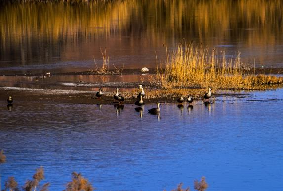 景泰：赤麻鸭与春天的约会美成风景