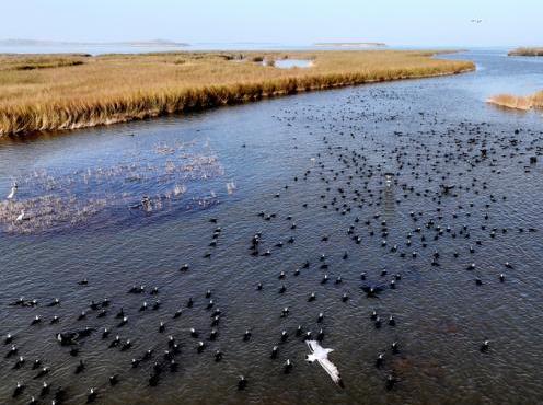 民勤：春光映碧水飞鸟入画来