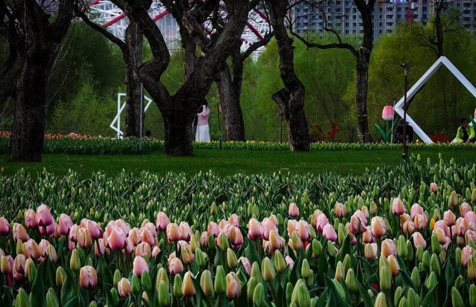 花田铺锦缎 春日永靖黄河岸边郁金香成海