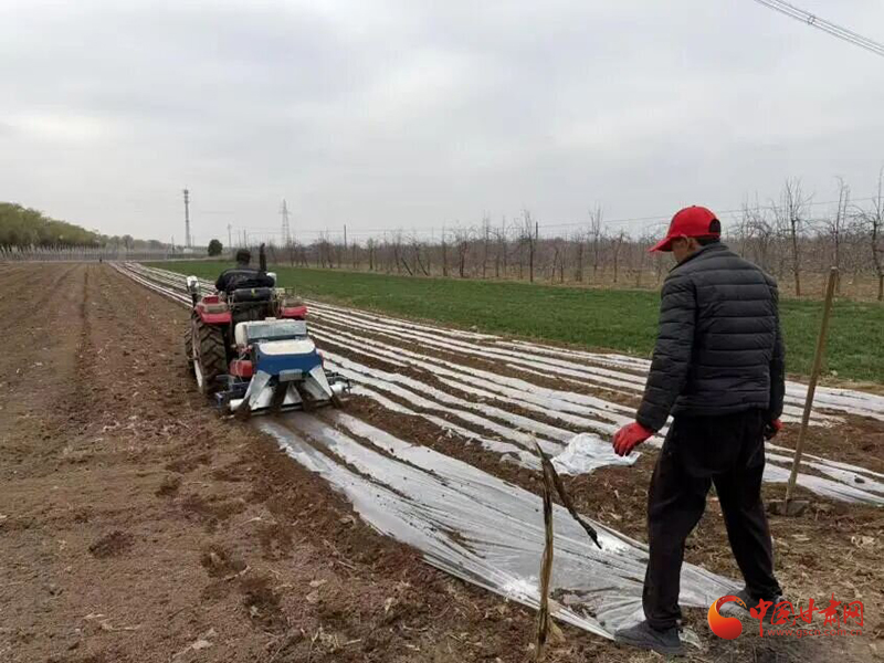 泾川：抢抓农时覆膜忙 春播玉米促丰收