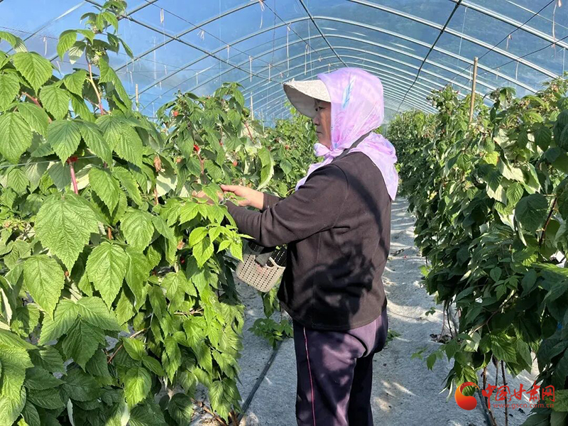 华亭：抱团发展“菜园子” 链式拓宽“共富路”