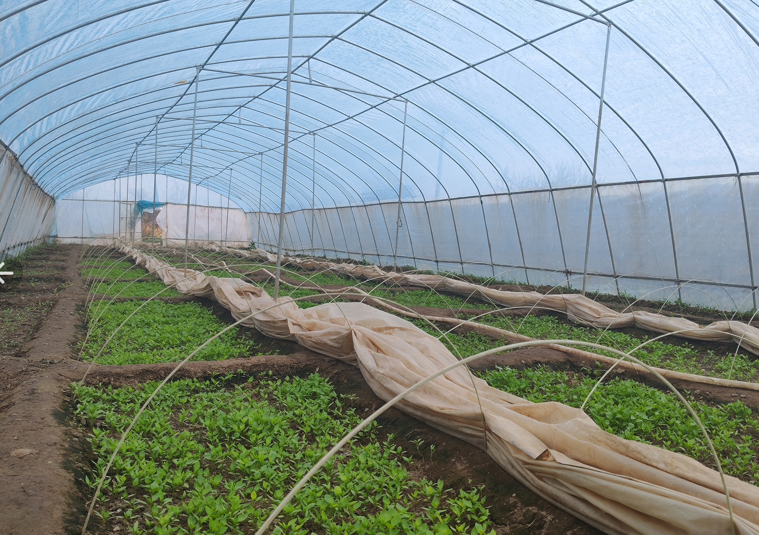 定西鸡川镇：春耕正当时 大棚育苗忙